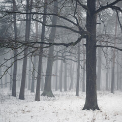 Winter square mystical landscape. Black silhouette of an oak tree with spreading branches on white snow in a foggy haze.