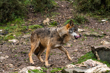 Naklejka na ściany i meble Photo of an Iberian wild wolf in the middle of nature in Zamora, Spain. Wild animal in the forest.