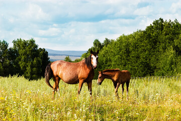 Obraz premium Pasturing colt and horse in the countryside.