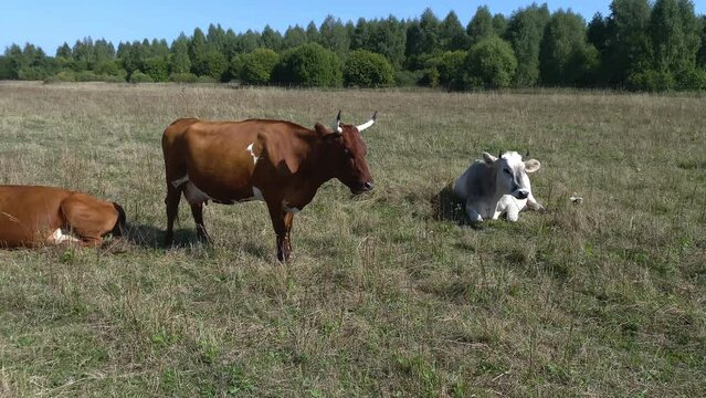 herd of cows grazes in meadow, field during sunny day with clear sky. Nature, Dairy products, beef. Natural healthy products. Healthy food. Farm products, Ferma, animal husbandry, cattle