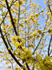 yellow flowers Cornus mas, the Cornelian cherry, European cornel or Cornelian cherry dogwood