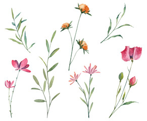 Collection of watercolor hand painted realistic botany stems with blooming flower buds and green leaves.  Set with floral design elements on white background