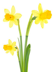 Beautiful fresh yellow narcissus flowers isolated on a white background