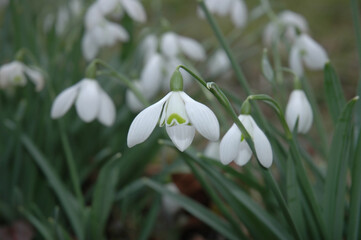 Snowdrops