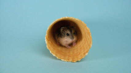 Hamster in a sugar tube