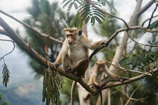 The monkey sits on a tree. Monkey in tropical forest vegetation. wildlife scene. High quality photo