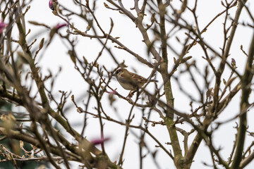 Vogel im Baum