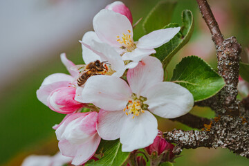Biene auf Apfelblüte, Frühlingserwachen, Blütenbestäubung durch Biene, 