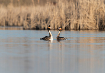 Great crested grebe courthsip dance in a spring morning on the lake