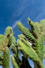 Details of a cactus plant and the blue sky