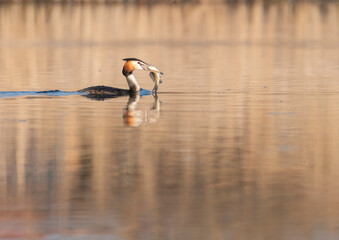 Great crested grebe with his mornig fish