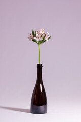 Pink lily of the Incas (Alstroemeria) in a dark old bottle isolated on rosy background. Minimalist Still life with flowers. Vintage style.