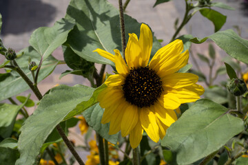 Large yellow sunflower flower in the sun. The concept of the problems of sunflower oil production...