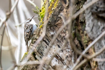 A treecreeper looking for food at a feeding place in a little forest at a cold day in winter.