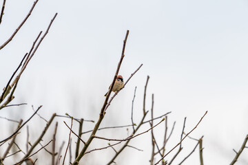 Vögel im Baum