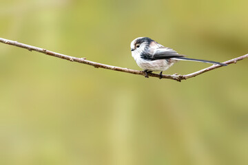 A long-tailed tit sitting on a branch of a tree at the Mönchbruch pond in a natural reserve in Hesse Germany.