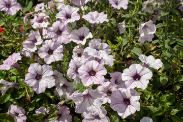 Large delicate delicate pink flowers as the basis for a floral background. Buds close-up for a...