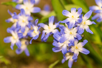Scilla luciliae Speta