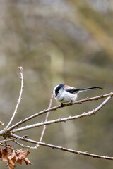 A long-tailed tit sitting on a branch of a tree at the Mönchbruch pond in a natural reserve in Hesse Germany.