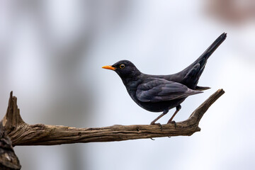 A black bird in a little forest at the Mönchbruch pond, a natural reserve in Hesse Germany. Looking for food in winter.