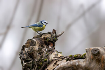 Blue tit at a feeding place at the Mönchbruch pond in a natural reserve in Hesse Germany. Looking for food in winter time.