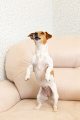 Jack Russell terrier. A thoroughbred dog stands on its hind legs. Animal themes
