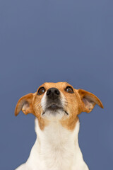 Jack Russell terrier on a blue background. A thoroughbred dog. Copy space