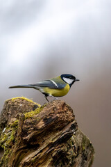 A coal tit song bird in a little forest in Bad Vilbel, Germany looking for food on a branch of a tree.