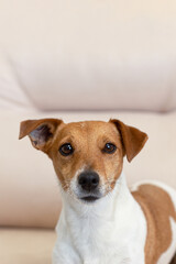 Jack Russell terrier. Thoroughbred dog close-up. Pets