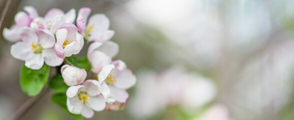 Apple blossom. Pink apple tree flowers close up banner. Selective focus on bud. 