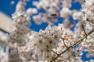 Kirschblüten im Frühjahr mit Biene