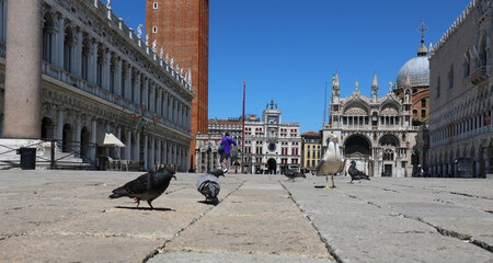 urban pigeons looking for crumbs in the Venice square during the lockdown