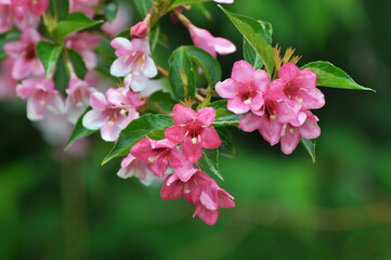 Weigela blooms in the garden.