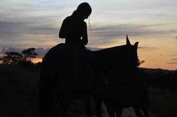 Horse 