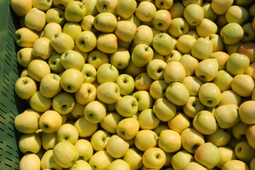 apples grown with organic techniques without the use of chemicals