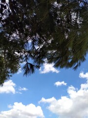 sky and pines