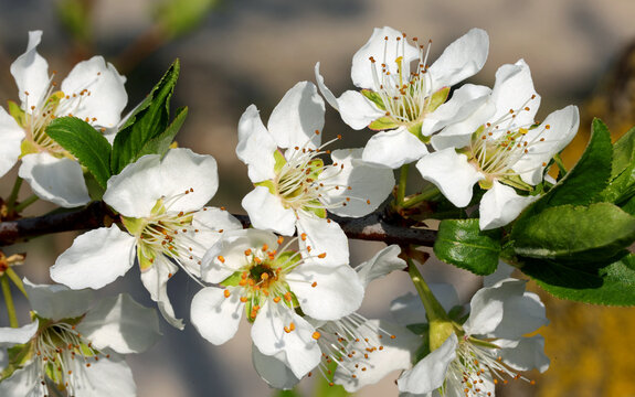 Small withe flowers of apple tree in spring