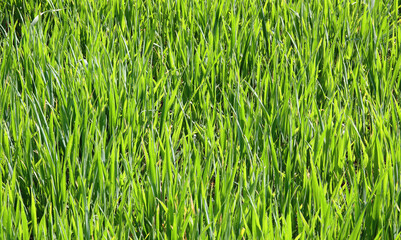 meadow of green blades of grass during the agricultural ripening season