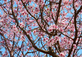 Small pink flowers of peach tree