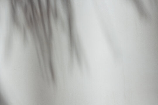Gray concrete background with palm tree leaves shadows silhouette for copy space. 