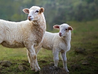 Obraz premium Ovejas