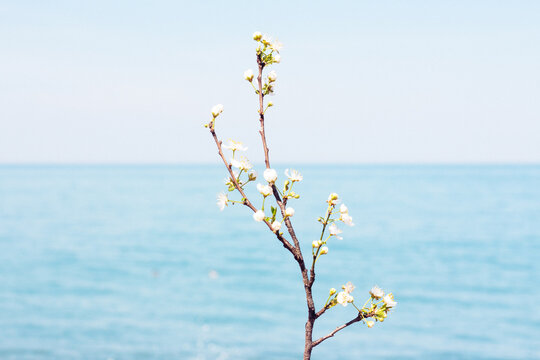  A branch with white tender flowers in front of blue clear sky and ocean. Calm peaceful spring theme. Navy blue colors. 