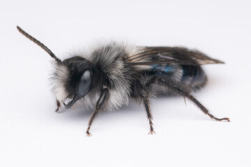 Donausandbiene (Andrena danuvia) ♂ auf weißem Hintergrund