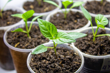 Sweet pepper seedlings in a disposable glass