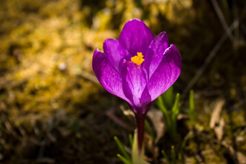 A bright purple crocus with an orange pistil in the sun is one of the first spring flowers.