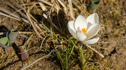 A white crocus with an orange pistil against last year's grass is one of the first spring flowers.