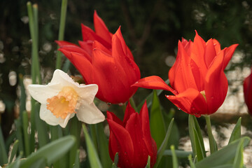 Close-up of daffodils and tulips. Raindrops, spring freshness. Beautiful spring postcard