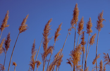 Naklejka premium dried rush in the wind with blue sky