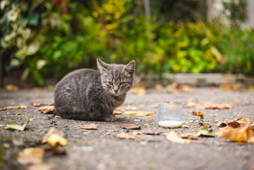 Obraz premium Young and small kitty resting on warm asphalt with milk pot next to her