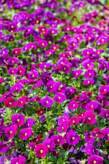 Purple pansies in a field